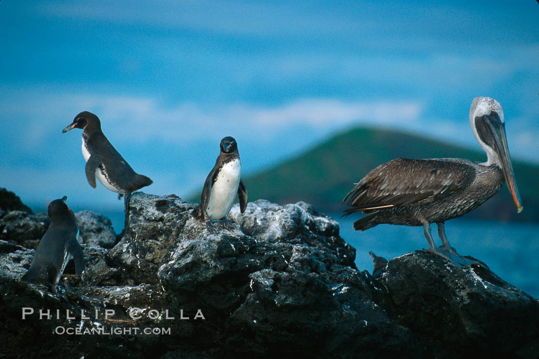 Galapagos penguin and brown pelican. James Island, Galapagos Islands, Ecuador, Pelecanus occidentalis, Spheniscus mendiculus, natural history stock photograph, photo id 02268