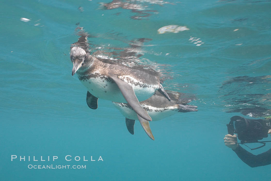 Galapagos penguin, underwater, swimming.  Bartolome Island. Galapagos Islands, Ecuador, Spheniscus mendiculus, natural history stock photograph, photo id 16236
