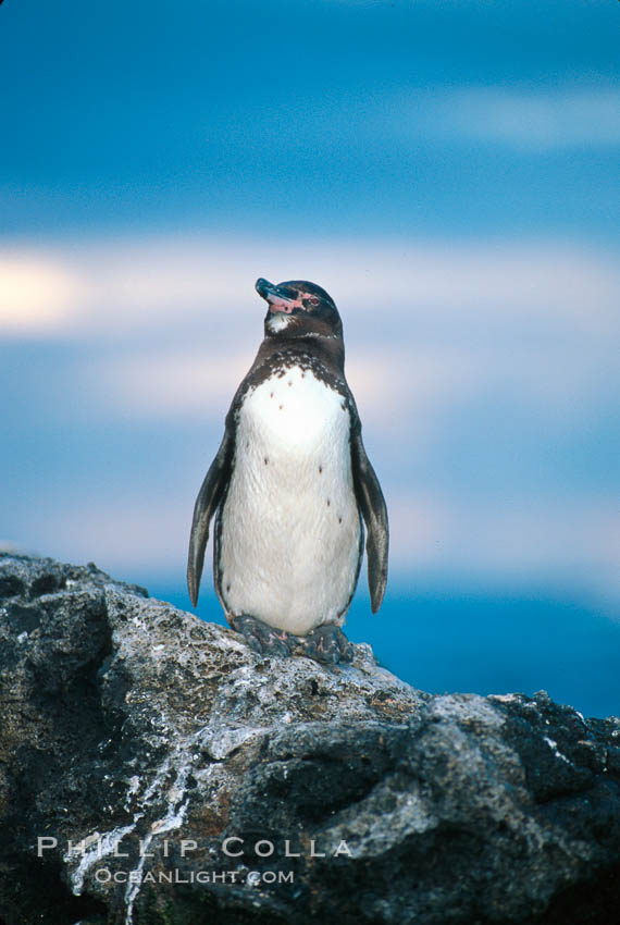 Galapagos penguin at sunset. Bartolome Island, Galapagos Islands, Ecuador, Spheniscus mendiculus, natural history stock photograph, photo id 02267