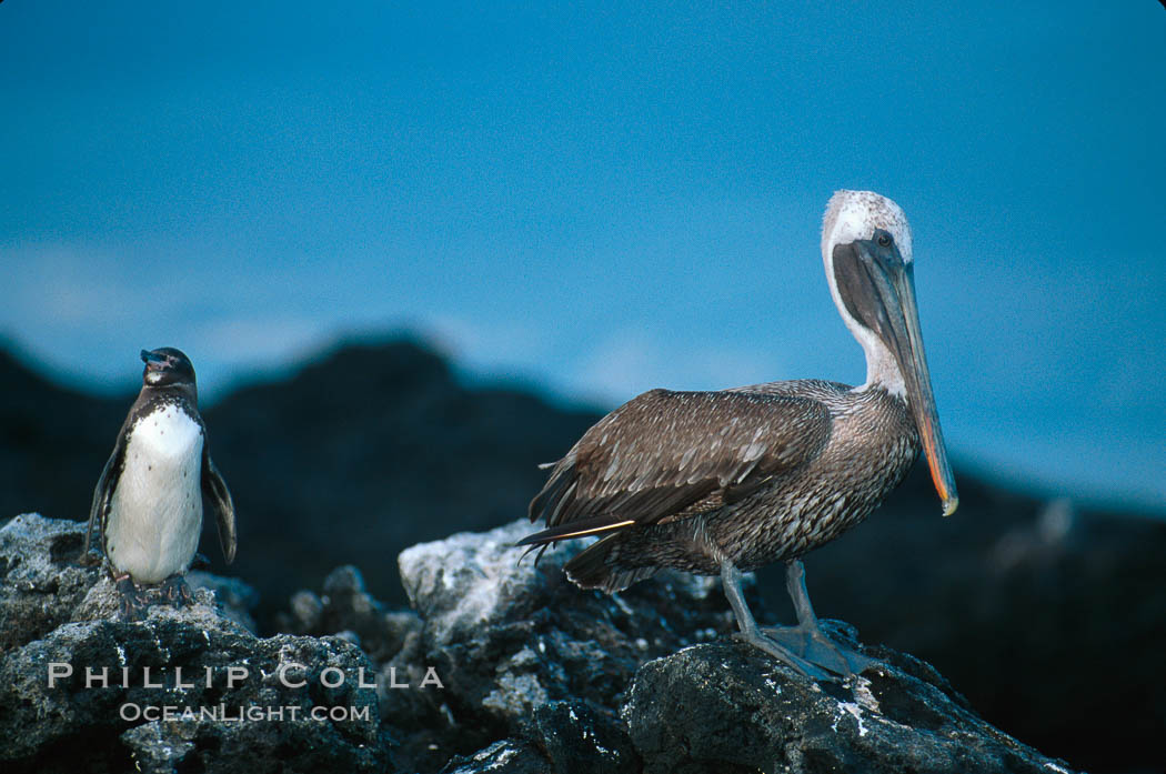 Galapagos penguin and brown pelican. James Island, Galapagos Islands, Ecuador, Pelecanus occidentalis, Spheniscus mendiculus, natural history stock photograph, photo id 02269