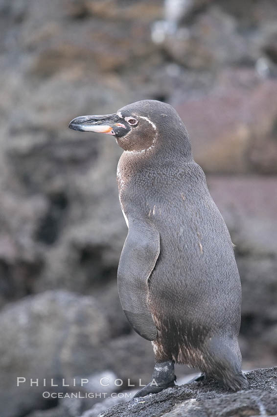 Galapagos penguin. Bartolome Island, Galapagos Islands, Ecuador, Spheniscus mendiculus, natural history stock photograph, photo id 16528