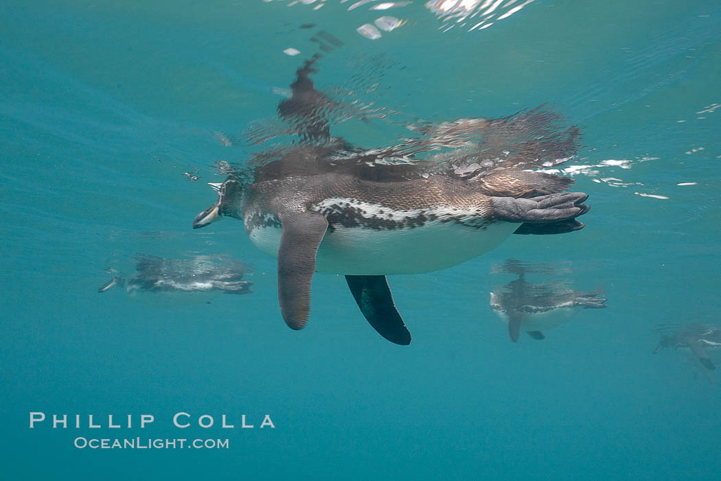 Galapagos penguin, underwater, swimming.  Bartolome Island. Galapagos Islands, Ecuador, Spheniscus mendiculus, natural history stock photograph, photo id 16237