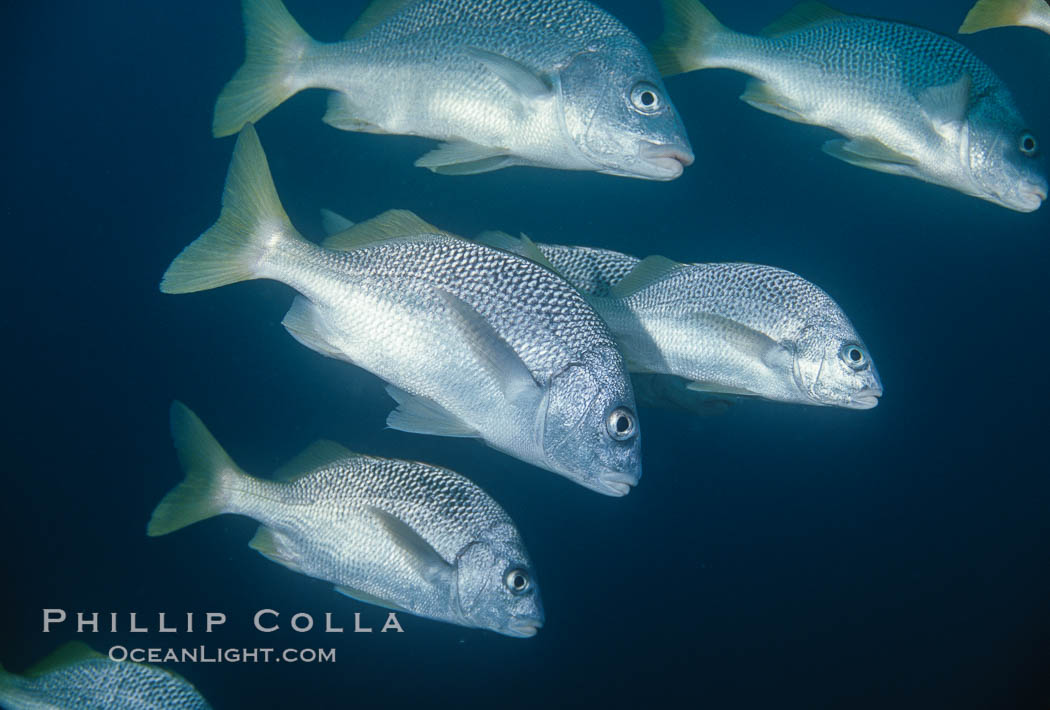 Galapagos. Galapagos Islands, Ecuador, natural history stock photograph, photo id 02431