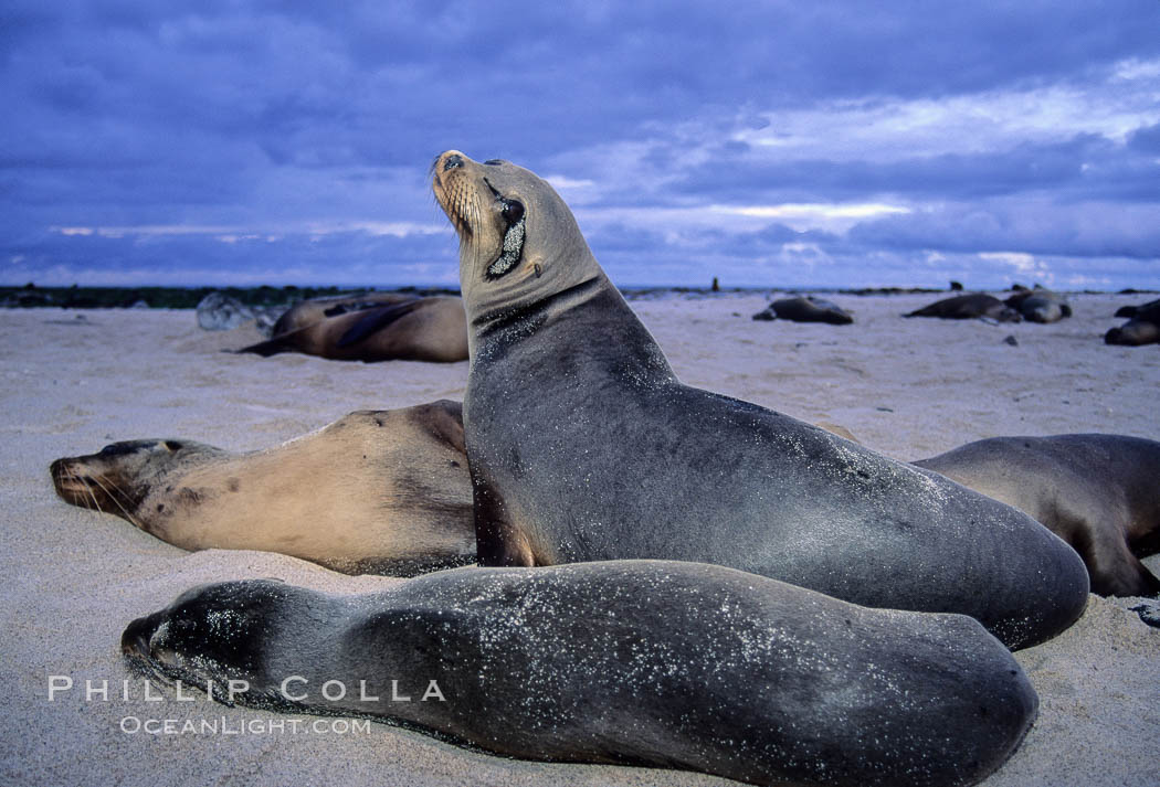 Galapagos sea lion. Mosquera Island, Galapagos Islands, Ecuador, Zalophus californianus wollebacki, Zalophus californianus wollebaeki, natural history stock photograph, photo id 02258