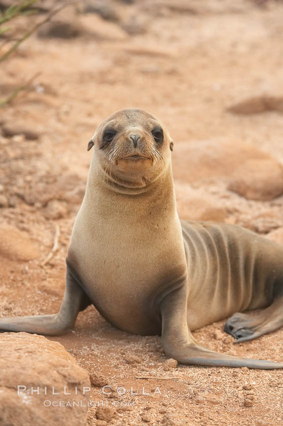 Galapagos sea lion pup. North Seymour Island, Galapagos Islands, Ecuador, Zalophus californianus wollebacki, Zalophus californianus wollebaeki, natural history stock photograph, photo id 16514