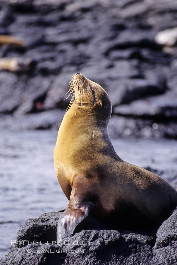 Galapagos sea lion,  South Plaza Island. Galapagos Islands, Ecuador, Zalophus californianus wollebacki, Zalophus californianus wollebaeki, natural history stock photograph, photo id 01672