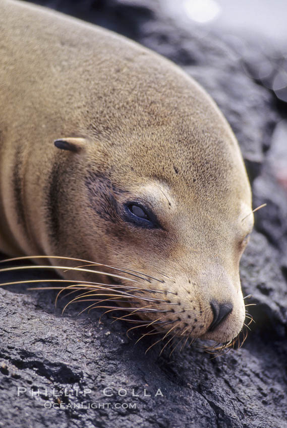 Galapagos sea lion,  South Plaza Island. Galapagos Islands, Ecuador, Zalophus californianus wollebacki, Zalophus californianus wollebaeki, natural history stock photograph, photo id 01680