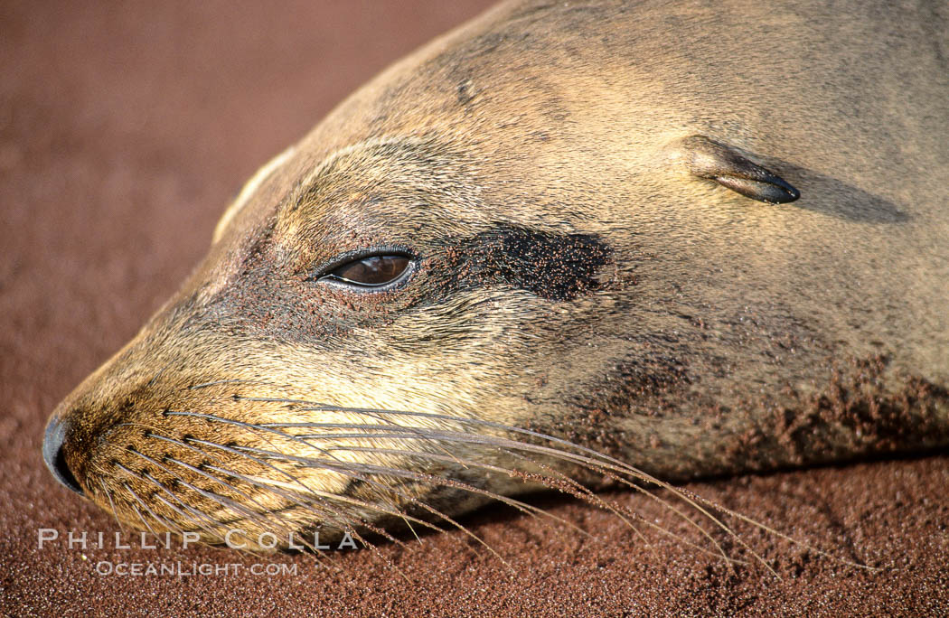 Galapagos sea lion. Sombrero Chino, Galapagos Islands, Ecuador, Zalophus californianus wollebacki, Zalophus californianus wollebaeki, natural history stock photograph, photo id 02256