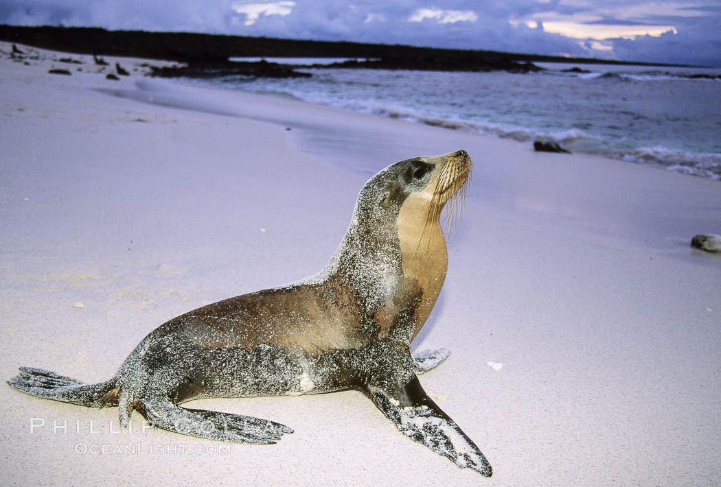 Galapagos sea lion. Mosquera Island, Galapagos Islands, Ecuador, Zalophus californianus wollebacki, Zalophus californianus wollebaeki, natural history stock photograph, photo id 02264