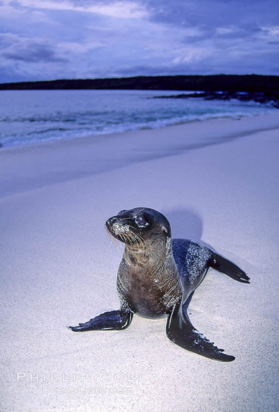 Galapagos sea lion pup. Mosquera Island, Galapagos Islands, Ecuador, Zalophus californianus wollebacki, Zalophus californianus wollebaeki, natural history stock photograph, photo id 10076