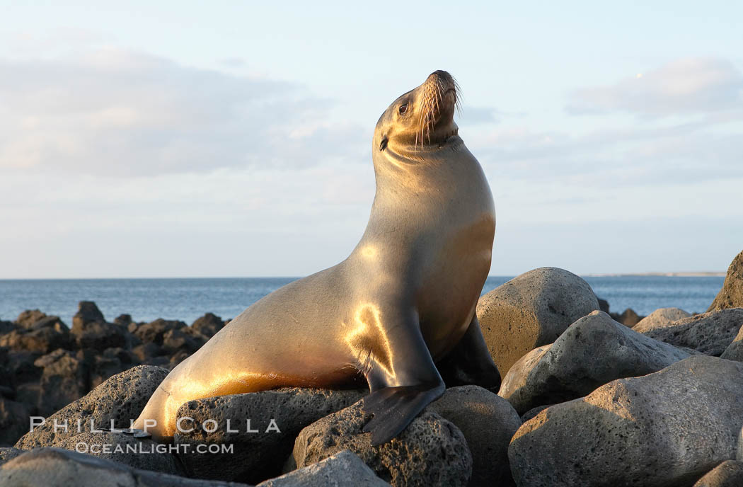 Galapagos sea lion on volcanic rocks, sunset. Isla Lobos, Galapagos Islands, Ecuador, Zalophus californianus wollebacki, Zalophus californianus wollebaeki, natural history stock photograph, photo id 16504