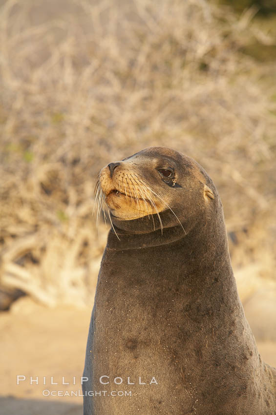 Galapagos sea lion. Isla Lobos, Galapagos Islands, Ecuador, Zalophus californianus wollebacki, Zalophus californianus wollebaeki, natural history stock photograph, photo id 16512