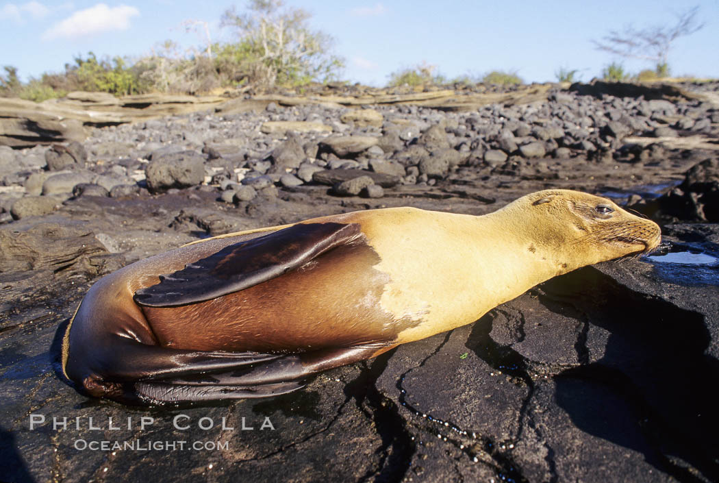 Galapagos sea lion. James Island, Galapagos Islands, Ecuador, Zalophus californianus wollebacki, Zalophus californianus wollebaeki, natural history stock photograph, photo id 01631