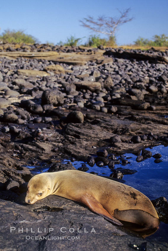 Galapagos sea lion. James Island, Galapagos Islands, Ecuador, Zalophus californianus wollebacki, Zalophus californianus wollebaeki, natural history stock photograph, photo id 01643