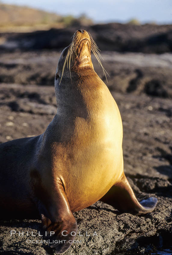 Galapagos sea lion. James Island, Galapagos Islands, Ecuador, Zalophus californianus wollebacki, Zalophus californianus wollebaeki, natural history stock photograph, photo id 01663