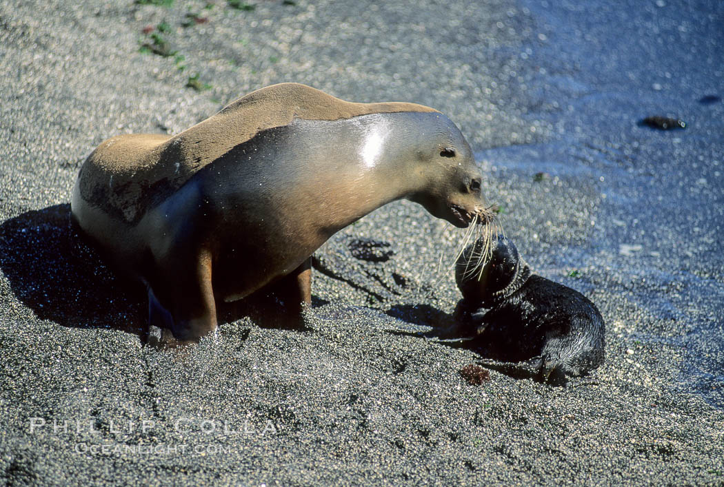 Galapagos sea lion mother and pup, Punta Espinosa. Fernandina Island, Galapagos Islands, Ecuador, Zalophus californianus wollebacki, Zalophus californianus wollebaeki, natural history stock photograph, photo id 01667