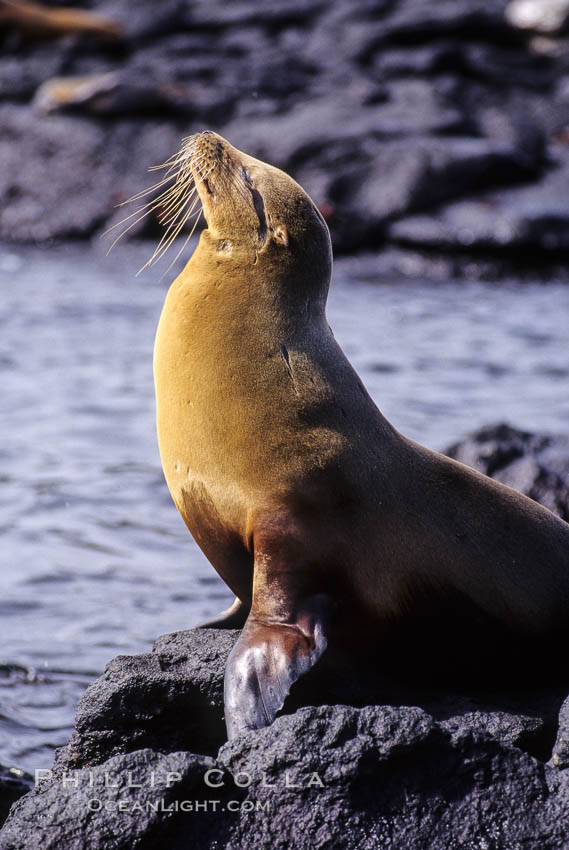 Galapagos sea lion,  South Plaza Island. Galapagos Islands, Ecuador, Zalophus californianus wollebacki, Zalophus californianus wollebaeki, natural history stock photograph, photo id 01675