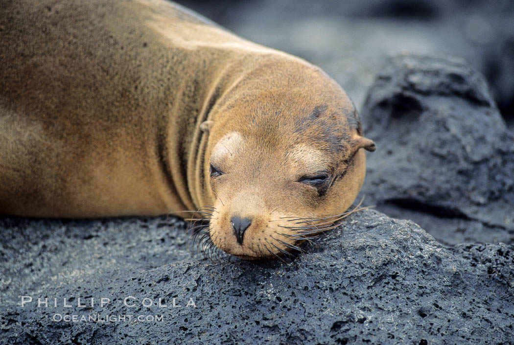 Galapagos sea lion,  South Plaza Island. Galapagos Islands, Ecuador, Zalophus californianus wollebacki, Zalophus californianus wollebaeki, natural history stock photograph, photo id 01679