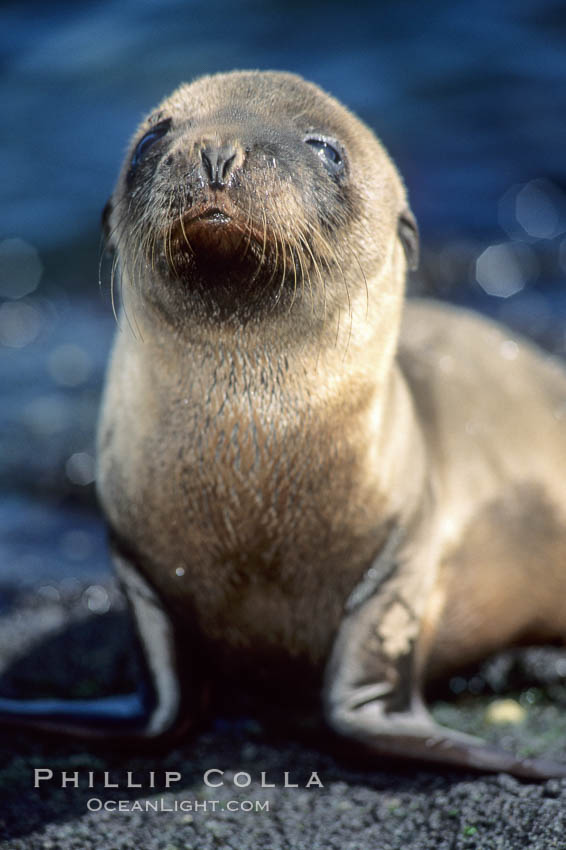 Galapagos sea lion pup,  Punta Espinosa. Fernandina Island, Galapagos Islands, Ecuador, Zalophus californianus wollebacki, Zalophus californianus wollebaeki, natural history stock photograph, photo id 01683