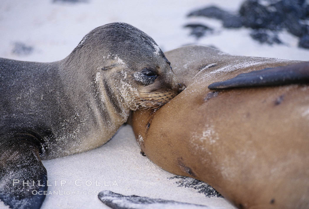 Galapagos sea lion pup nursing. Sombrero Chino, Galapagos Islands, Ecuador, Zalophus californianus wollebacki, Zalophus californianus wollebaeki, natural history stock photograph, photo id 02427
