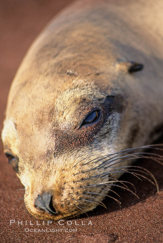 Galapagos sea lion, whiskers and external ear. Jervis Island, Galapagos Islands, Ecuador, Zalophus californianus wollebacki, Zalophus californianus wollebaeki, natural history stock photograph, photo id 03235