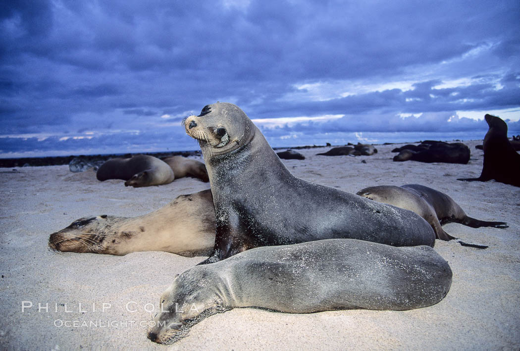 Galapagos sea lions. Mosquera Island, Galapagos Islands, Ecuador, Zalophus californianus wollebacki, Zalophus californianus wollebaeki, natural history stock photograph, photo id 10075