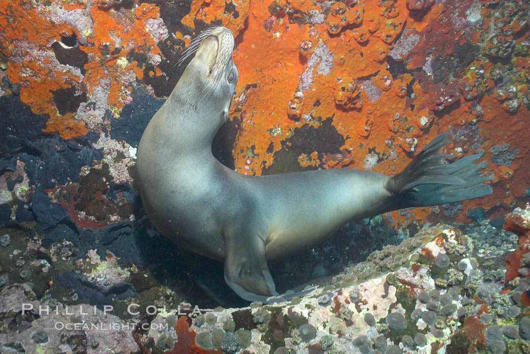 Galapagos sea lion. Gordon Rocks, Galapagos Islands, Ecuador, Zalophus californianus wollebacki, Zalophus californianus wollebaeki, natural history stock photograph, photo id 16399