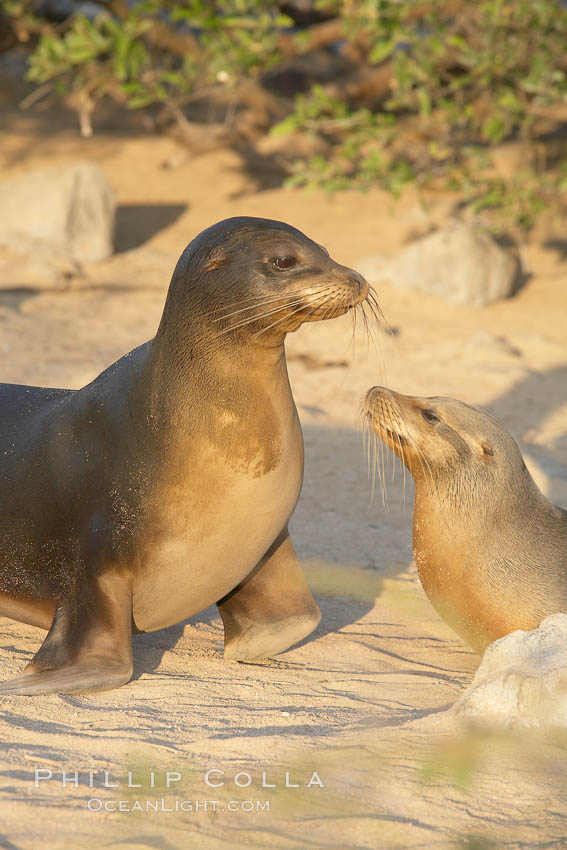 Galapagos sea lion, mother and pup. Isla Lobos, Galapagos Islands, Ecuador, Zalophus californianus wollebacki, Zalophus californianus wollebaeki, natural history stock photograph, photo id 16507