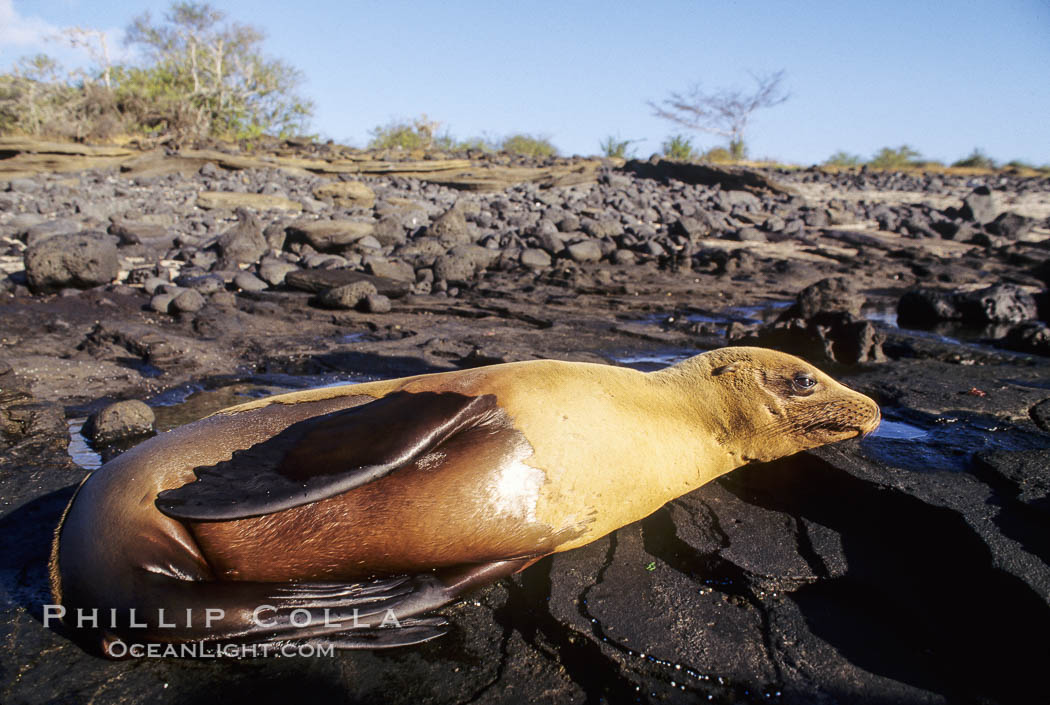 Galapagos sea lion. James Island, Galapagos Islands, Ecuador, Zalophus californianus wollebacki, Zalophus californianus wollebaeki, natural history stock photograph, photo id 01629