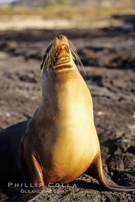 Galapagos sea lion. James Island, Galapagos Islands, Ecuador, Zalophus californianus wollebacki, Zalophus californianus wollebaeki, natural history stock photograph, photo id 01637