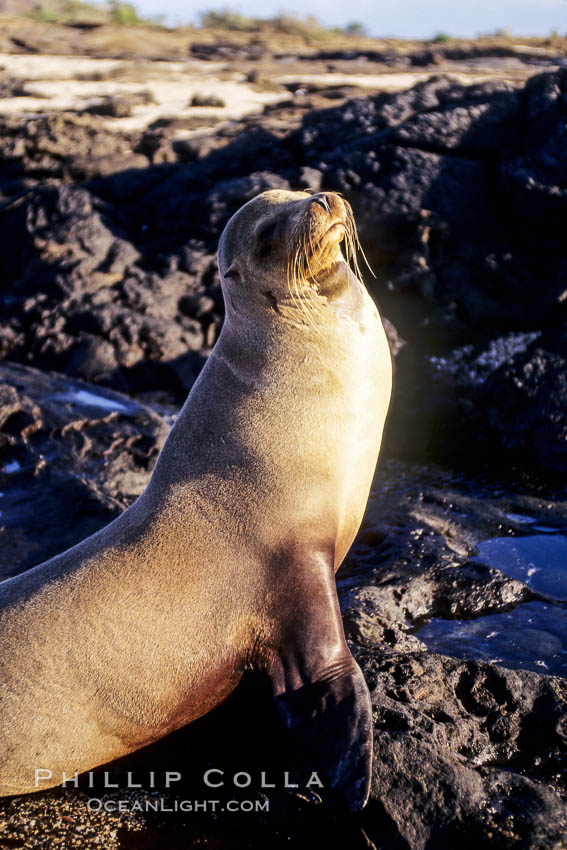 Galapagos sea lion. James Island, Galapagos Islands, Ecuador, Zalophus californianus wollebacki, Zalophus californianus wollebaeki, natural history stock photograph, photo id 01645