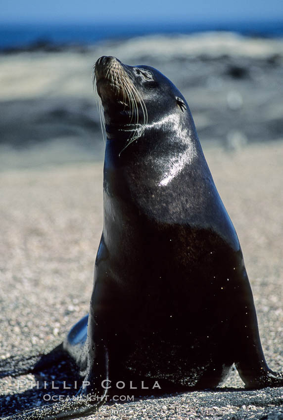 Galapagos sea lion, Punta Espinosa. Fernandina Island, Galapagos Islands, Ecuador, Zalophus californianus wollebacki, Zalophus californianus wollebaeki, natural history stock photograph, photo id 01665