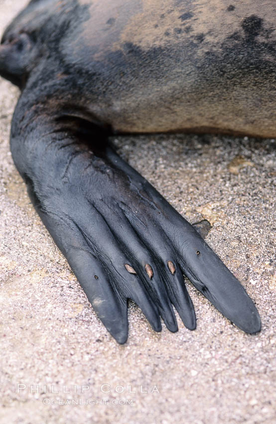 Galapagos sea lion, hind flipper detail. Sombrero Chino, Galapagos Islands, Ecuador, Zalophus californianus wollebacki, Zalophus californianus wollebaeki, natural history stock photograph, photo id 02257