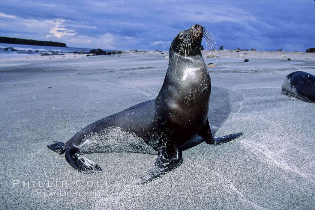 Galapagos sea lion. Mosquera Island, Galapagos Islands, Ecuador, Zalophus californianus wollebacki, Zalophus californianus wollebaeki, natural history stock photograph, photo id 02261