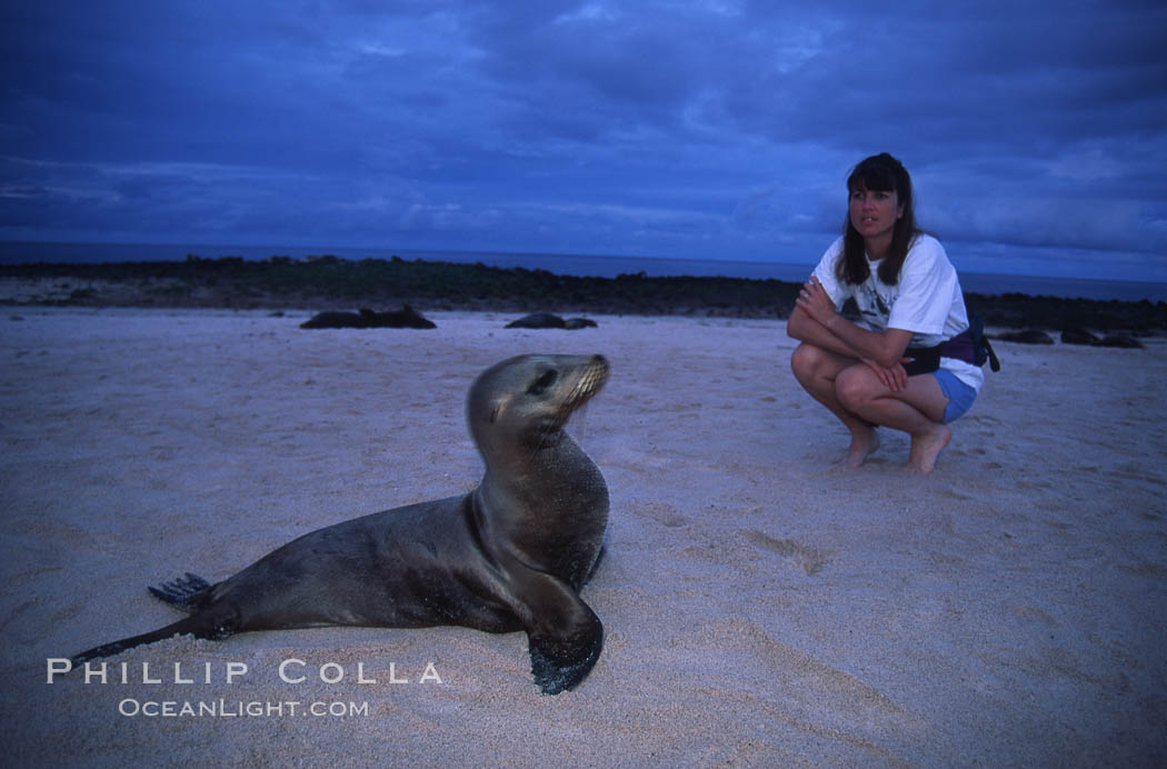 Admiring a young Galapagos sea lion, Mosquera island. Mosquera Island, Galapagos Islands, Ecuador, Zalophus californianus wollebacki, Zalophus californianus wollebaeki, natural history stock photograph, photo id 05593