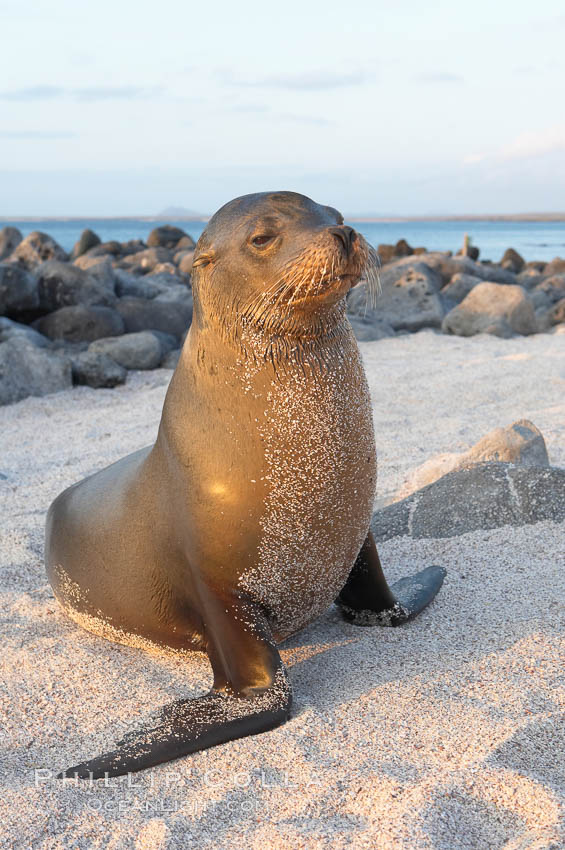 Galapagos sea lion on sandy beach, sunset. Isla Lobos, Galapagos Islands, Ecuador, Zalophus californianus wollebacki, Zalophus californianus wollebaeki, natural history stock photograph, photo id 16505