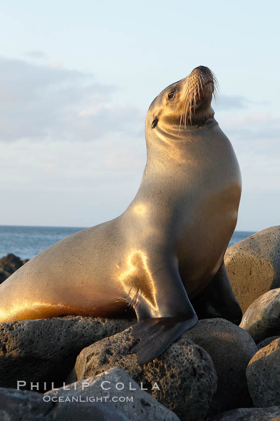 Galapagos sea lion on volcanic rocks, sunset. Isla Lobos, Galapagos Islands, Ecuador, Zalophus californianus wollebacki, Zalophus californianus wollebaeki, natural history stock photograph, photo id 16509