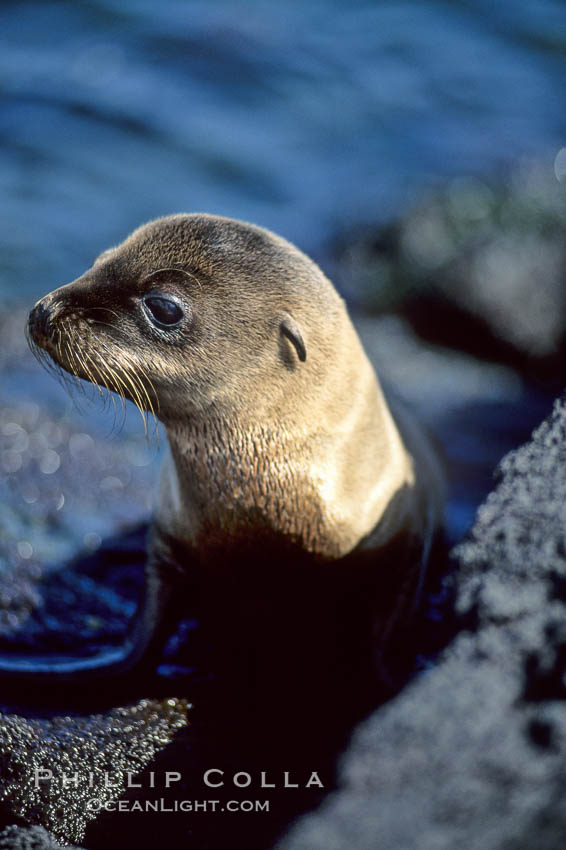 Galapagos sea lion pup, Punta Espinosa. Fernandina Island, Galapagos Islands, Ecuador, Zalophus californianus wollebacki, Zalophus californianus wollebaeki, natural history stock photograph, photo id 01614