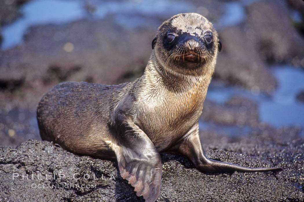 Galapagos sea lion pup, Punta Espinosa. Fernandina Island, Galapagos Islands, Ecuador, Zalophus californianus wollebacki, Zalophus californianus wollebaeki, natural history stock photograph, photo id 01620