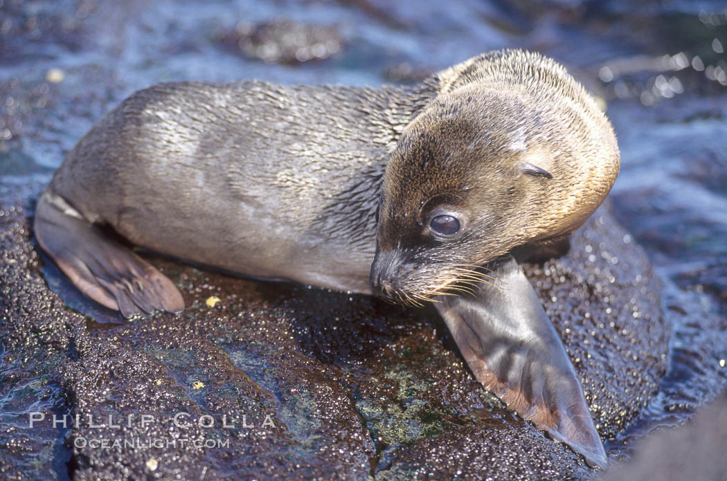 Galapagos sea lion pup, Punta Espinosa. Fernandina Island, Galapagos Islands, Ecuador, Zalophus californianus wollebacki, Zalophus californianus wollebaeki, natural history stock photograph, photo id 01624