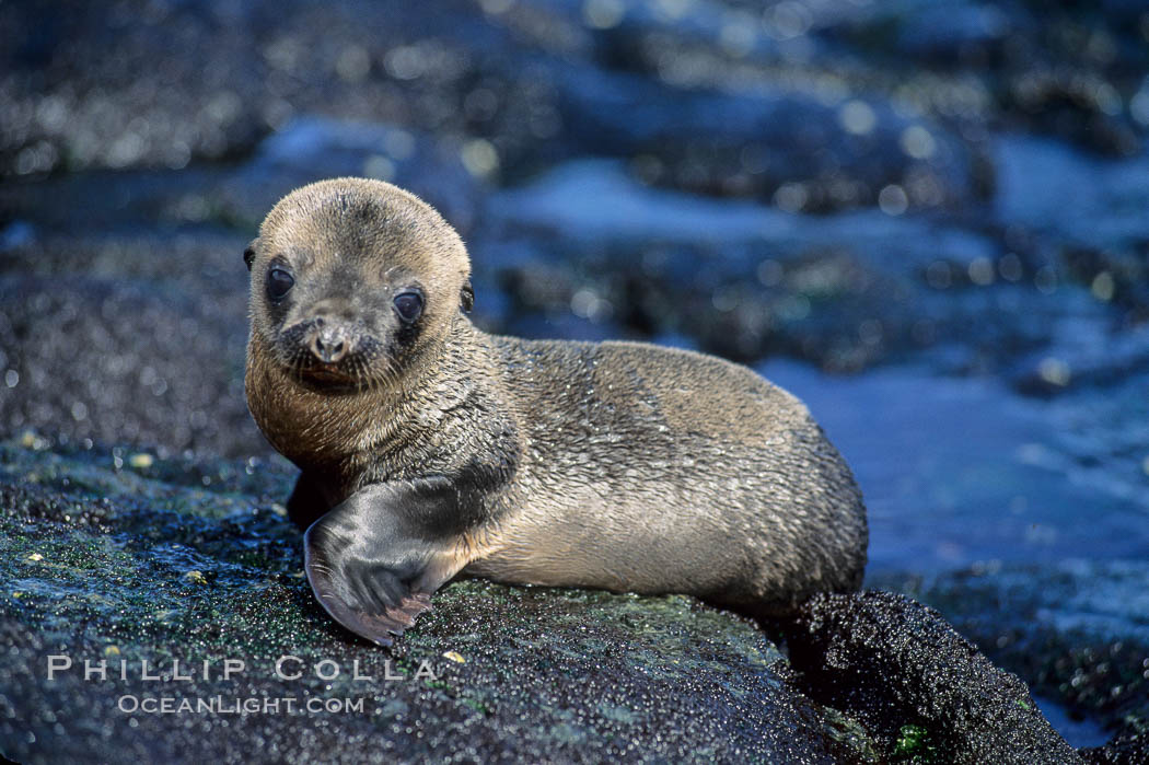 Galapagos sea lion pup, Punta Espinosa. Fernandina Island, Galapagos Islands, Ecuador, Zalophus californianus wollebacki, Zalophus californianus wollebaeki, natural history stock photograph, photo id 01615