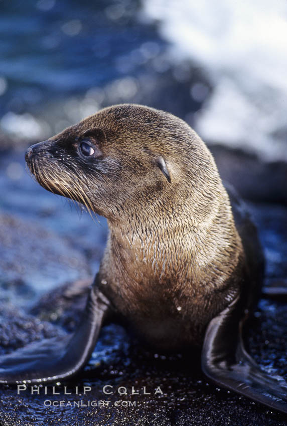 Galapagos sea lion pup, Punta Espinosa. Fernandina Island, Galapagos Islands, Ecuador, Zalophus californianus wollebacki, Zalophus californianus wollebaeki, natural history stock photograph, photo id 01619