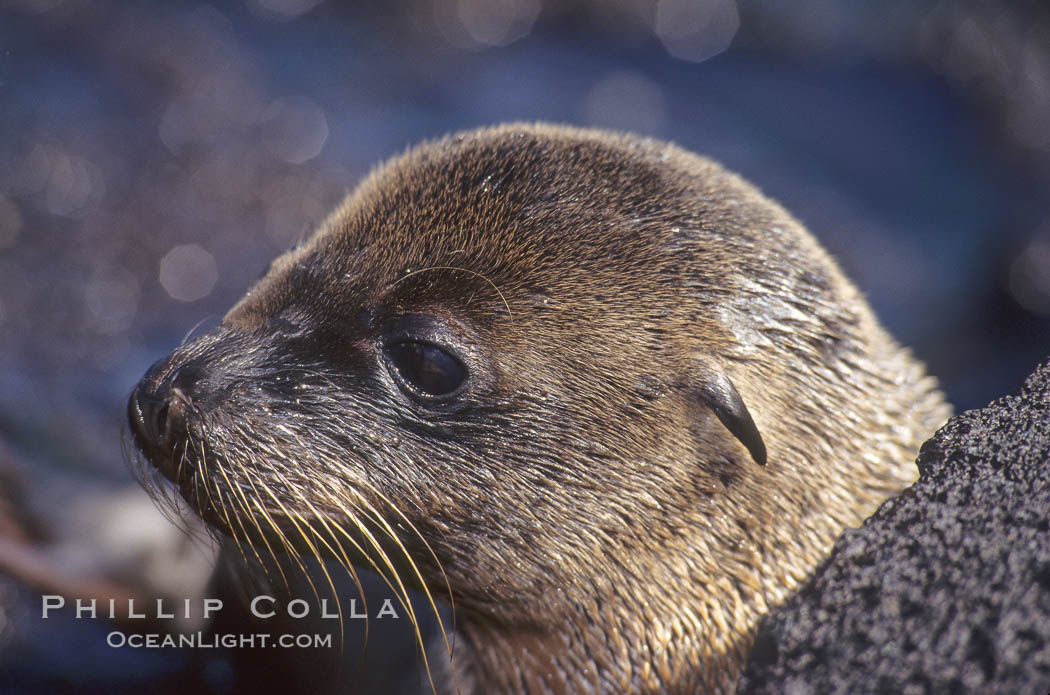 Galapagos sea lion pup, Punta Espinosa. Fernandina Island, Galapagos Islands, Ecuador, Zalophus californianus wollebacki, Zalophus californianus wollebaeki, natural history stock photograph, photo id 01623