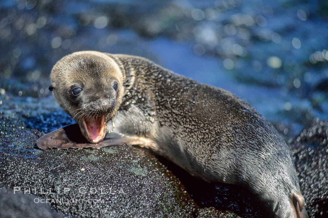 Galapagos sea lion pup, Punta Espinosa. Fernandina Island, Galapagos Islands, Ecuador, Zalophus californianus wollebacki, Zalophus californianus wollebaeki, natural history stock photograph, photo id 01617