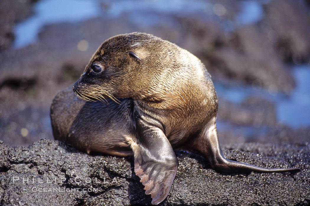 Galapagos sea lion pup, Punta Espinosa. Fernandina Island, Galapagos Islands, Ecuador, Zalophus californianus wollebacki, Zalophus californianus wollebaeki, natural history stock photograph, photo id 01621