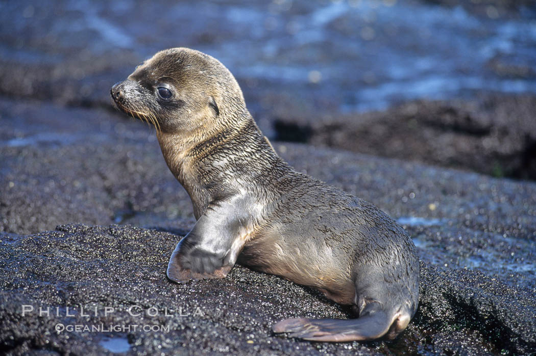 Galapagos sea lion pup, Punta Espinosa. Fernandina Island, Galapagos Islands, Ecuador, Zalophus californianus wollebacki, Zalophus californianus wollebaeki, natural history stock photograph, photo id 01625