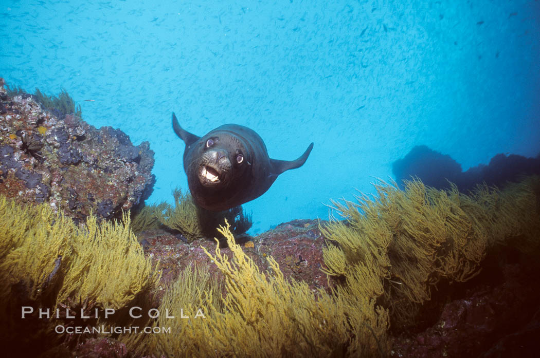 Galapagos sea lion. Isla Champion, Galapagos Islands, Ecuador, Zalophus californianus wollebacki, Zalophus californianus wollebaeki, natural history stock photograph, photo id 01690