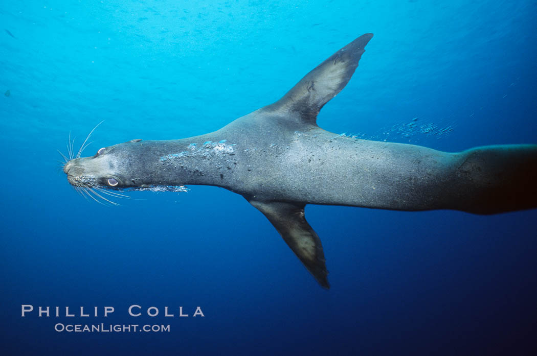 Galapagos sea lion. Isla Champion, Galapagos Islands, Ecuador, Zalophus californianus wollebacki, Zalophus californianus wollebaeki, natural history stock photograph, photo id 01694