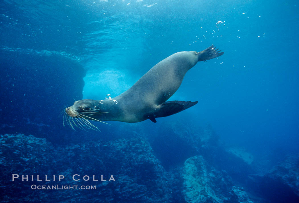 Galapagos sea lion, Devils Crown. Floreana Island, Galapagos Islands, Ecuador, Zalophus californianus wollebacki, Zalophus californianus wollebaeki, natural history stock photograph, photo id 01706