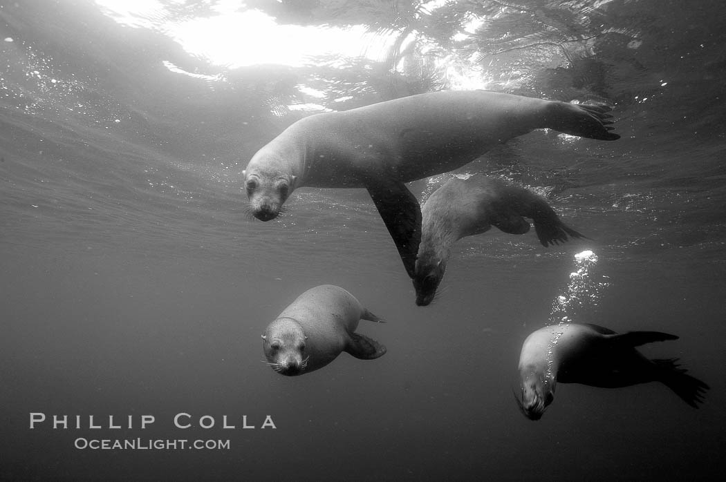 Galapagos sea lions. Roca Redonda, Galapagos Islands, Ecuador, Zalophus californianus wollebacki, Zalophus californianus wollebaeki, natural history stock photograph, photo id 16394